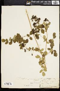 Thalictrum amphibolum image