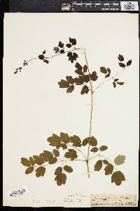 Thalictrum amphibolum image