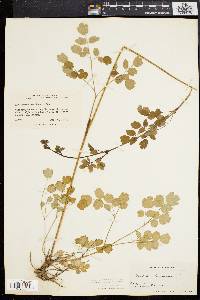 Thalictrum amphibolum image