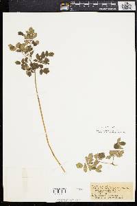 Thalictrum amphibolum image