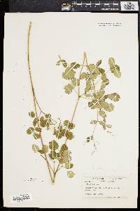 Thalictrum amphibolum image