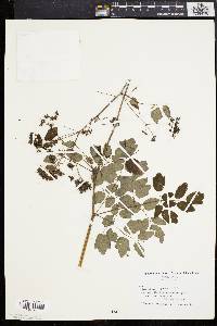 Thalictrum amphibolum image