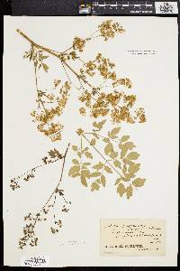 Thalictrum amphibolum image