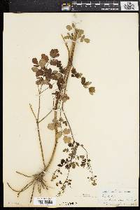 Thalictrum amphibolum image