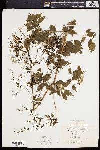 Thalictrum amphibolum image