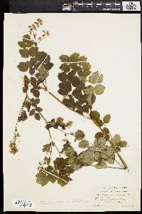 Thalictrum amphibolum image