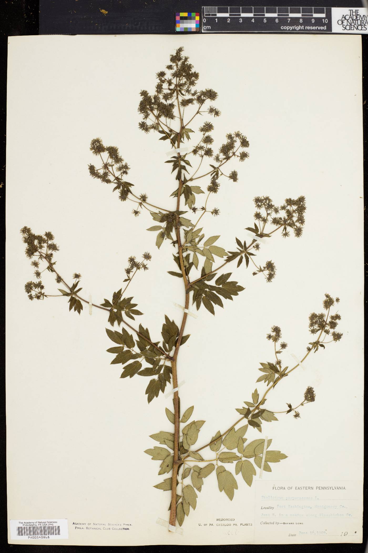 Thalictrum polygamum image