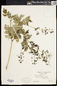 Thalictrum polygamum image