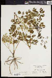 Thalictrum polygamum image