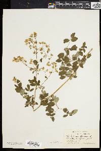 Thalictrum polygamum image