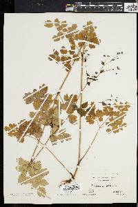 Thalictrum polygamum image