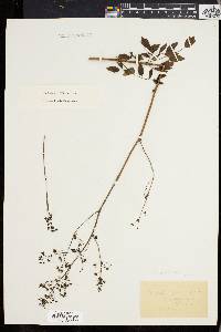 Thalictrum polygamum image