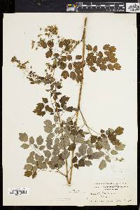 Thalictrum polygamum image