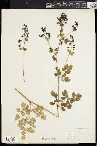 Thalictrum polygamum image