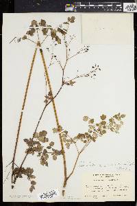 Thalictrum polygamum image