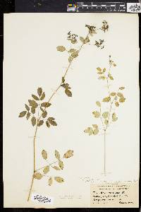 Thalictrum polygamum image