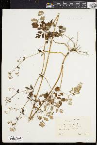 Thalictrum polygamum image