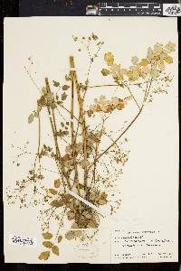 Thalictrum polygamum image