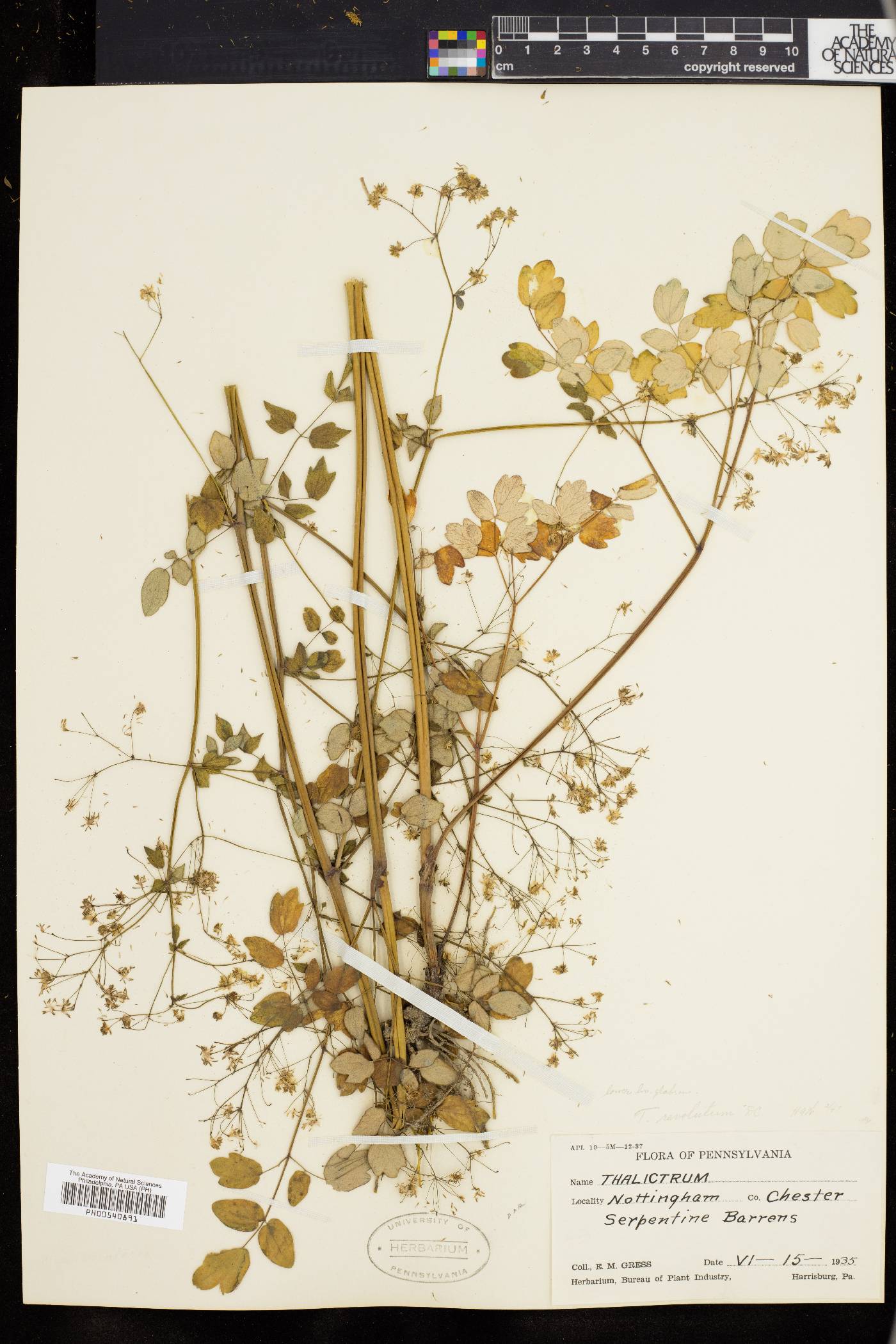 Thalictrum polygamum image