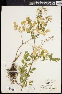 Thalictrum polygamum image