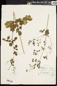 Thalictrum polygamum image