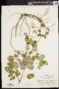 Thalictrum polygamum image