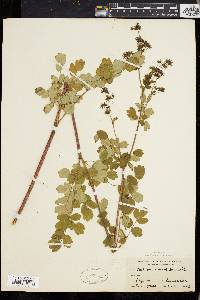 Thalictrum polygamum image