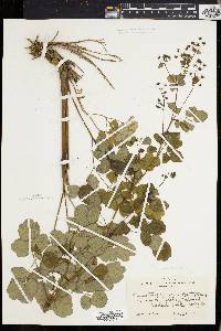 Thalictrum polygamum image