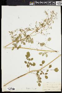 Thalictrum polygamum image