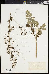 Thalictrum polygamum image