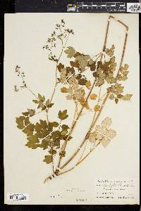 Thalictrum polygamum image