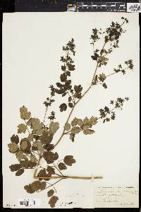 Thalictrum polygamum image