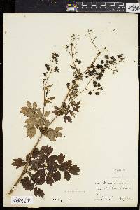 Thalictrum polygamum image