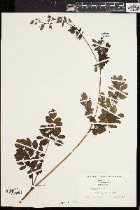 Thalictrum polygamum image