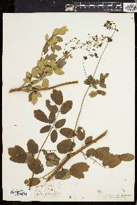 Thalictrum polygamum image