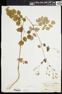 Thalictrum polygamum image