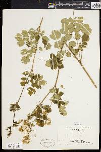 Thalictrum polygamum image