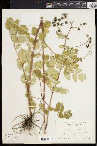 Thalictrum polygamum image