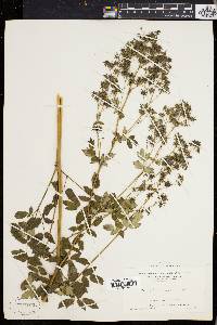 Thalictrum polygamum image