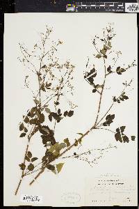 Thalictrum polygamum image