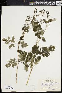 Thalictrum polygamum image