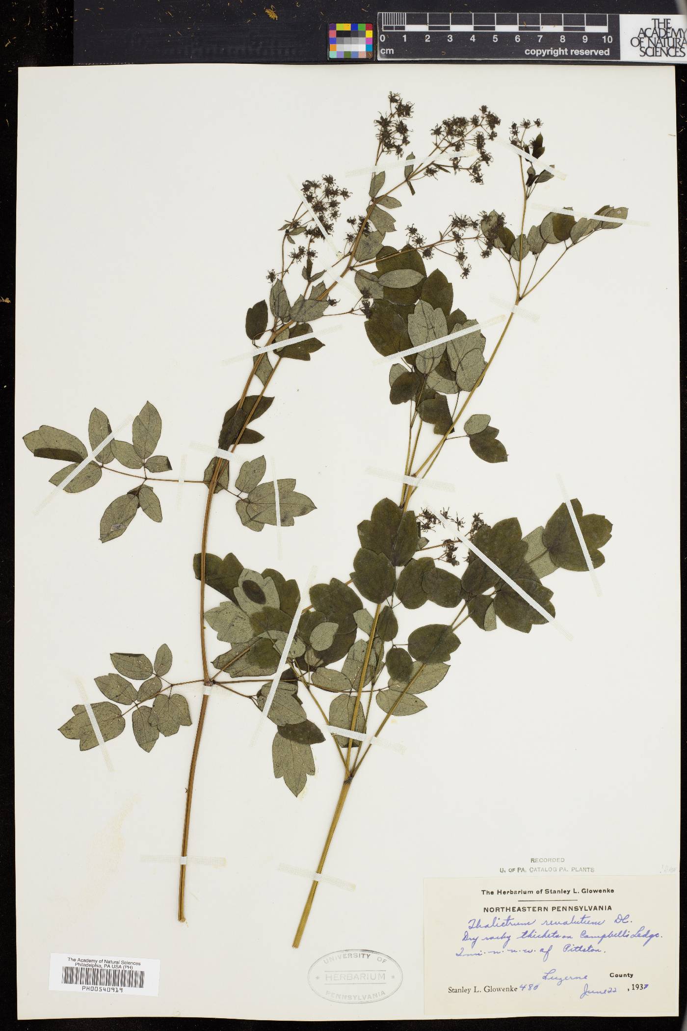 Thalictrum polygamum image