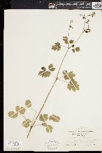 Thalictrum polygamum image