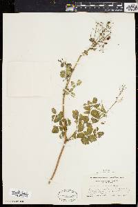 Thalictrum polygamum image