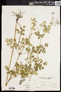 Thalictrum polygamum image