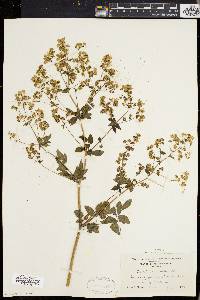 Thalictrum polygamum image