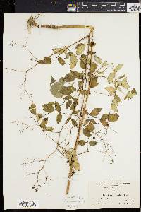 Thalictrum polygamum image