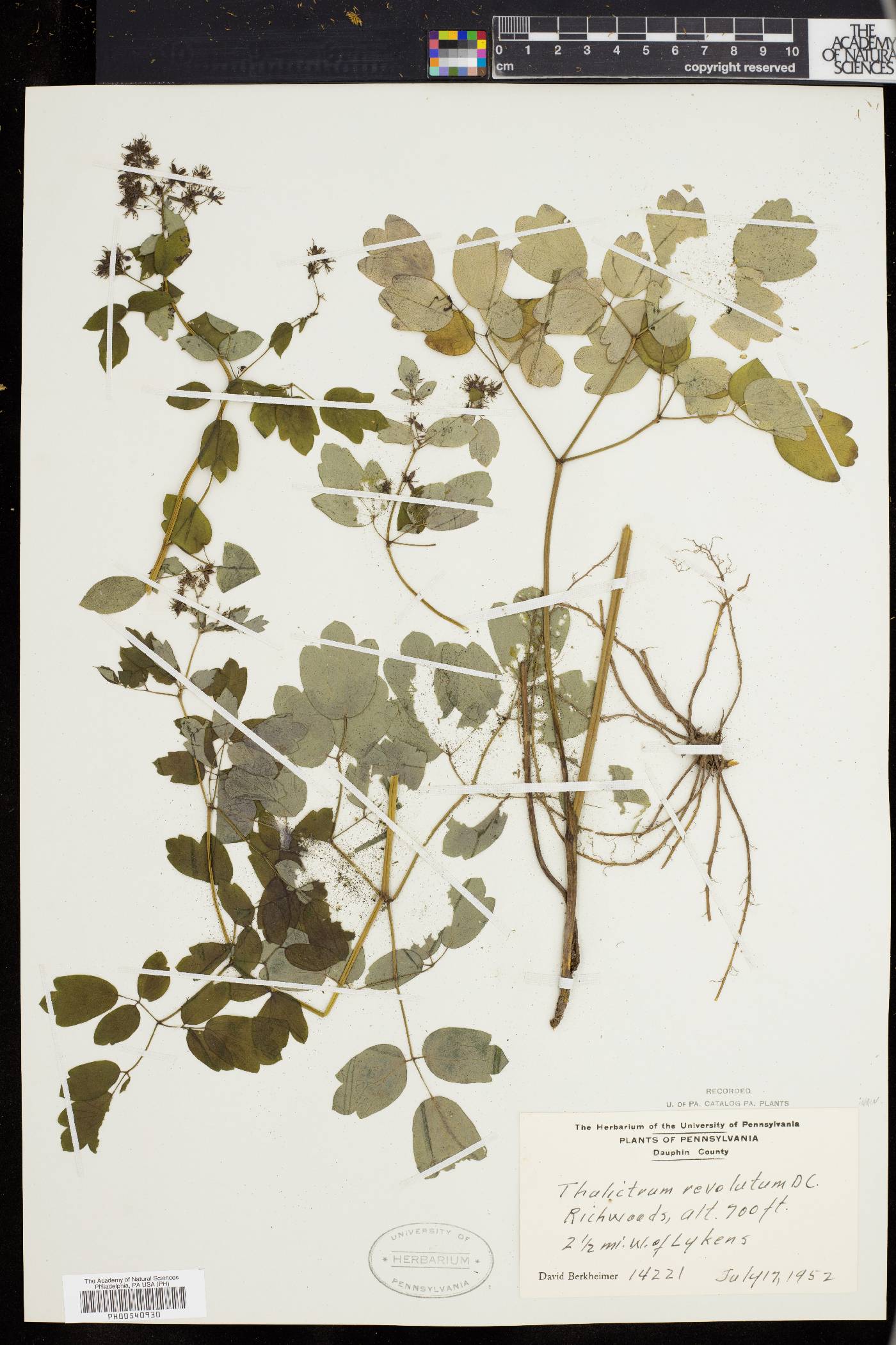 Thalictrum polygamum image