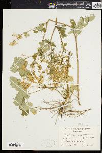 Thalictrum polygamum image