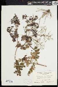 Thalictrum polygamum image